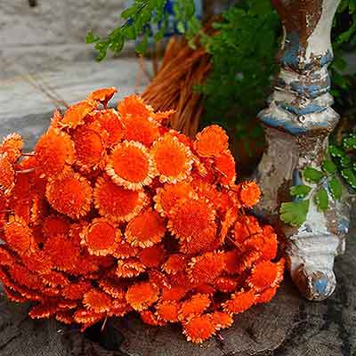 Margarita Flowers 12 Bunches Orange