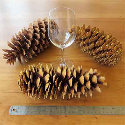 Sugar Pine Cones, 20 Cones, 7-10"