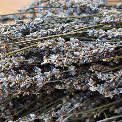 10 Dried French Lavender Bundles