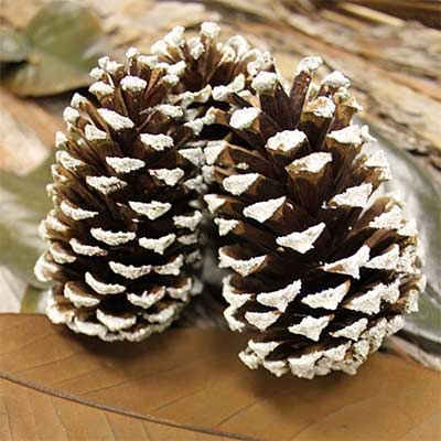 Frosted Pinecones Bulk for Sale