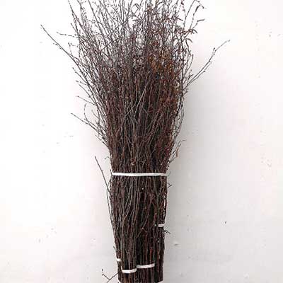 100 Birch Branches, 4.5-5.5'