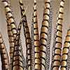 30 Lady Amherst Pheasant Feathers, 20-25"