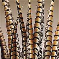 30 Lady Amherst Pheasant Feathers, 20-25"