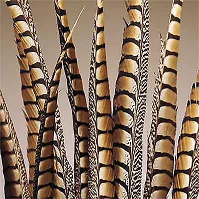 30 Lady Amherst Pheasant Feathers, 20-25"