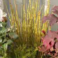 Yellow Dogwood Branches, 10 Bundles, 3-4'