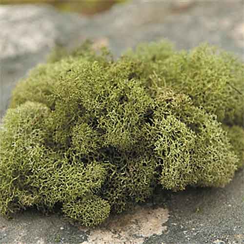 download reindeer moss for free