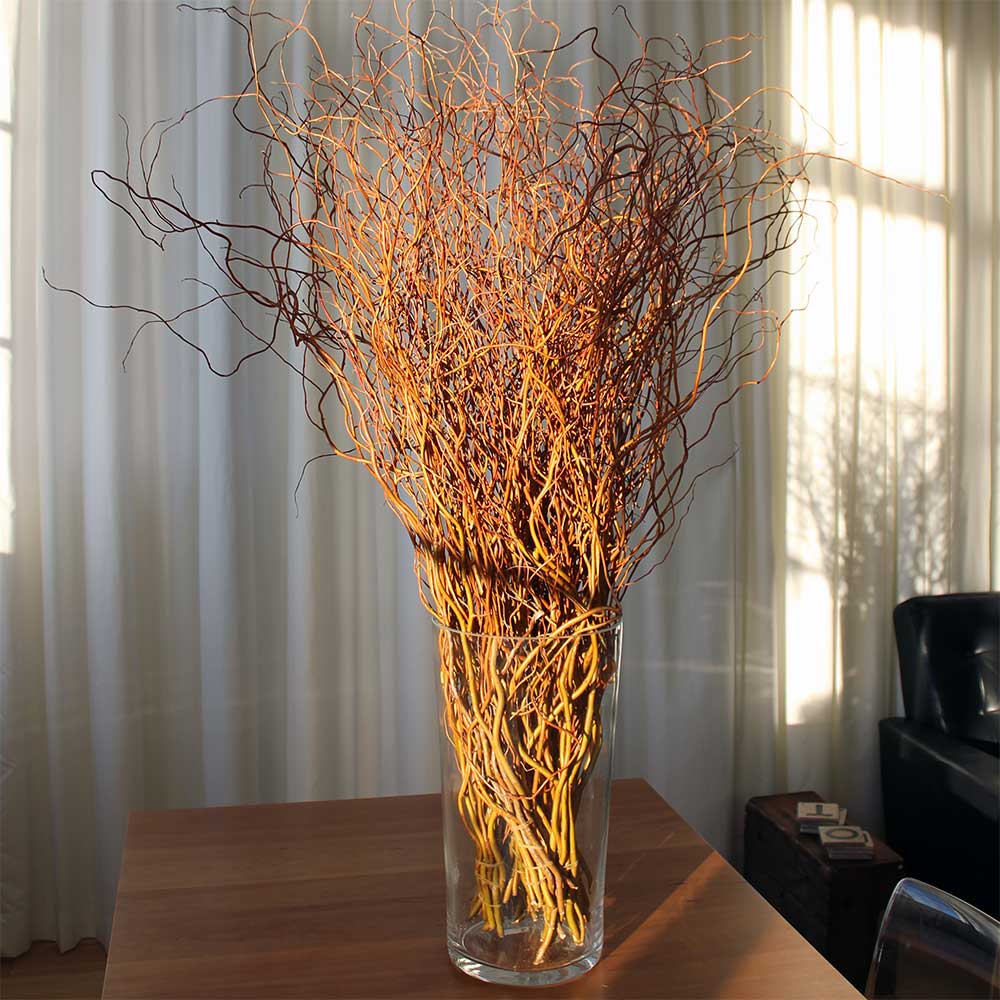 Curly Willow Branches 100