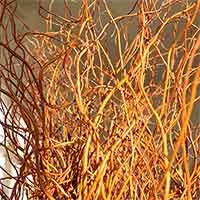 Corkscrew Willow Decorative Branches Curly Willow Branches Bleach