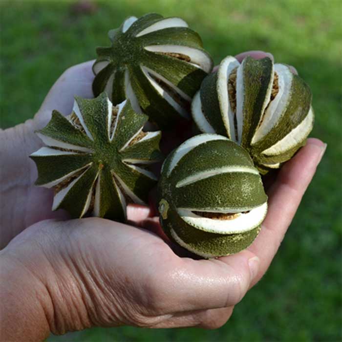 Decorative Slit Dried Limes for Sale