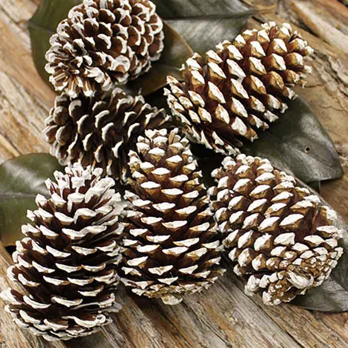 Medium Pine Cones on Pick - Natural