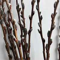 Lanmik 40 Stems 17.5 Inches 100% Real Natural Dried Pussy Willow Branches  for Vase Pussy Willows Dried Flowers Pussywillow for Home Decorations