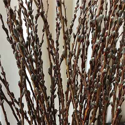 Pussy Willow Branches (two sizes) – Once A Tree Camden